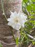 Albéric Barbier rose photo