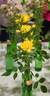 Golden Gardens rose photo