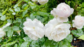 AUScat rose photo