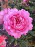 Madame Delbard rose photo