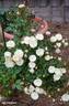 Green Ice rose photo