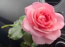 Pearl of St. Luke’s rose photo