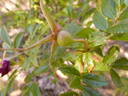 <i>Rosa nitida</i> Willd. rose photo
