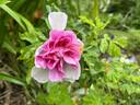 Mrs. Doreen Pike rose photo
