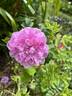 Mrs. Doreen Pike rose photo