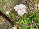 Lady Edgeworth David rose photo