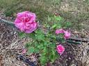 Patrick Anderson rose photo