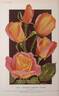President Herbert Hoover rose photo