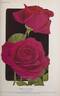 E. G. Hill rose photo