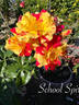 School Spirit rose photo