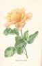 President Herbert Hoover rose photo