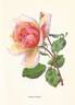 Comtesse Vandal rose photo