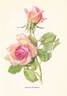 Heinrich Wendland rose photo