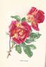 Ville de Saverne rose photo