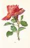 Texas Centennial rose photo