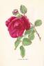 General MacArthur rose photo