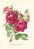 Anne Mette Poulsen rose photo