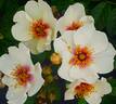 VISperpur rose photo