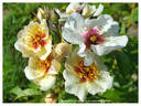 VISperpur rose photo