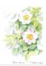 <i>Rosa canina</i> L. rose photo