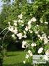 Weisse New Dawn rose photo