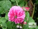 Kavkaz'ka Chernova rose photo