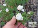 Altaica rose photo
