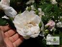 Gruss an Labenz rose photo
