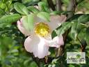 R. roxburghii normalis rose photo