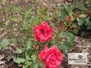 Buisman's Triumph rose photo