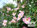 Frühlingsmorgen rose photo