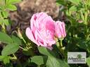 Wasagaming rose photo