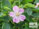 R. majalis rose photo