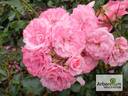 Royal Bonica rose photo