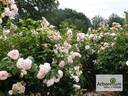 Alexandra - Princesse de Luxembourg rose photo