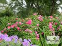 Commandant Beaurepaire rose photo