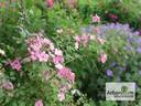 Plaisanterie rose photo