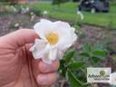 Hebe's Lip rose photo