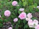 Enfant de France rose photo