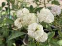 Chandrika rose photo