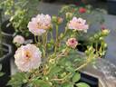 Chandrika rose photo