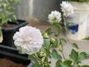 Chandrika rose photo