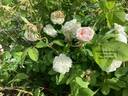 Rose Soetemans rose photo