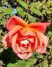 Helen Traubel rose photo