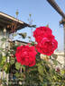 Gruss an Teplitz rose photo