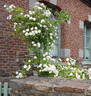 Francine Austin rose photo