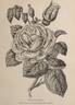 Isabelle Gray rose photo