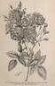 Rosier Noisette rose photo