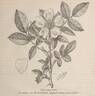 <i>Rosa froebelii</i> Christ rose photo