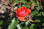 Trumpeter rose photo